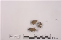 藏品(棕粉盤菌)的圖片